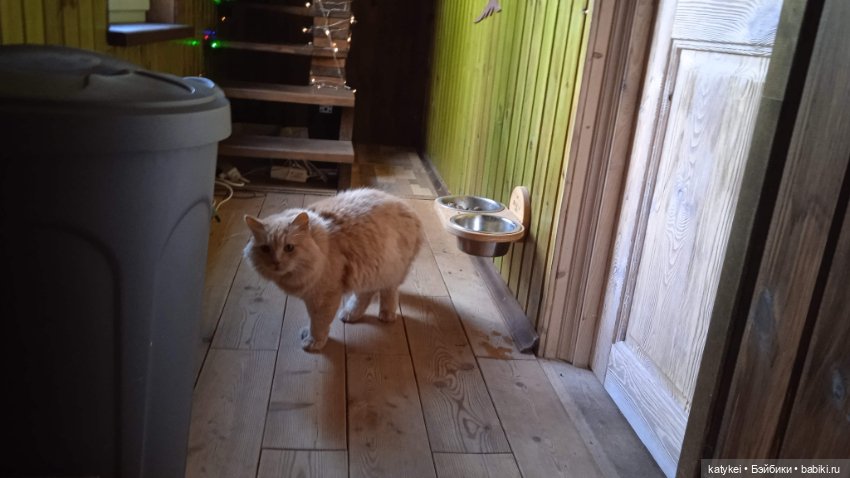 День благодарности рыжим котам 2024