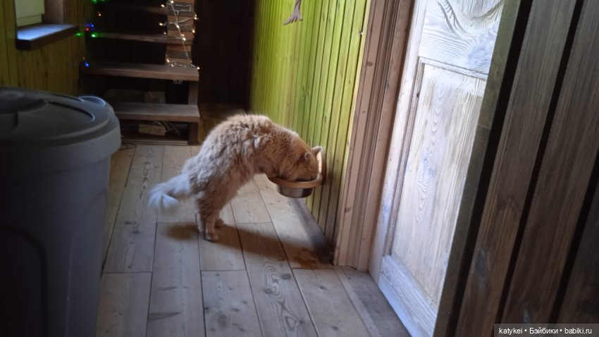 День благодарности рыжим котам 2024