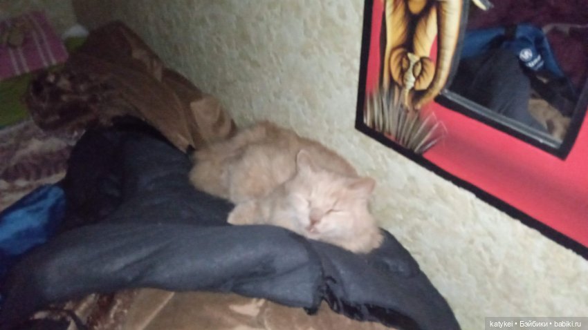 День благодарности рыжим котам 2024