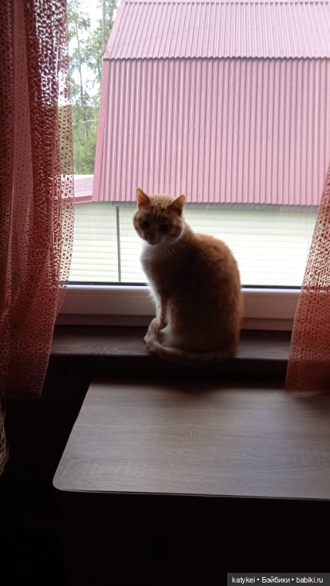 День благодарности рыжим котам 2024