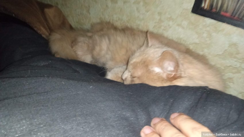 День благодарности рыжим котам 2024