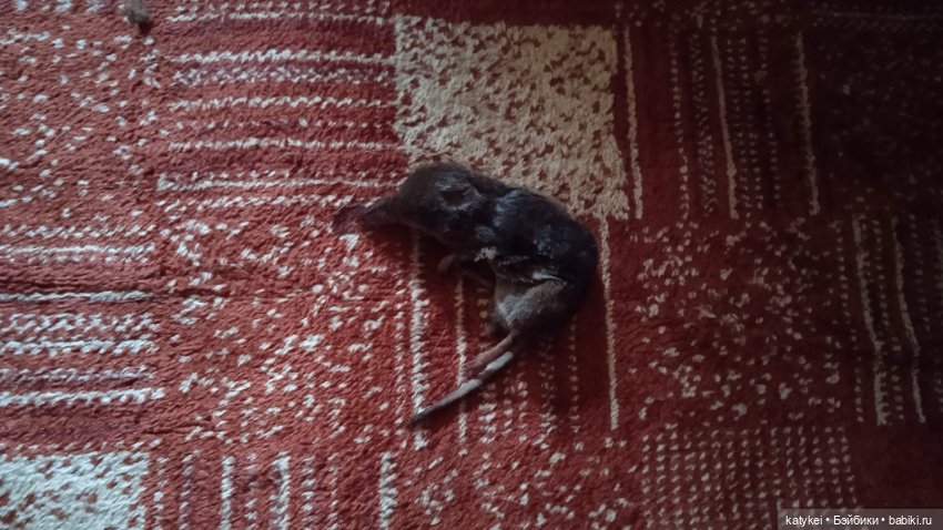 День благодарности рыжим котам 2024