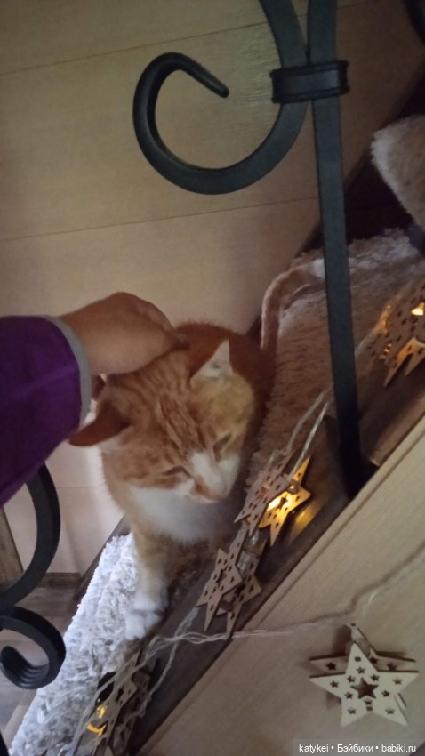 День благодарности рыжим котам 2024