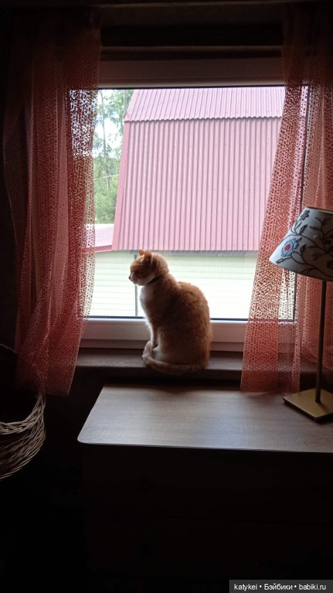 День благодарности рыжим котам 2024