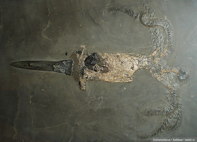 На поиски белемнитов — Разные шарнирные куклы (не БЖД): редкие