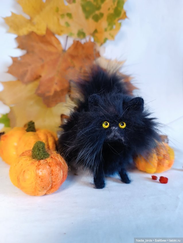 Самые чёрные из черных-ведьмокоты