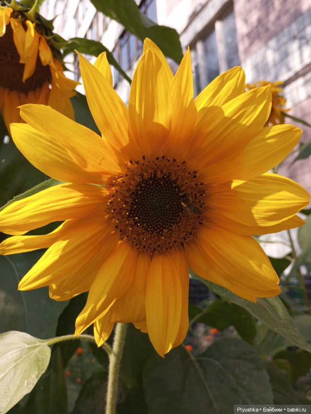 Юбилей, подсолнухи, КруглоКролики (фото 6)