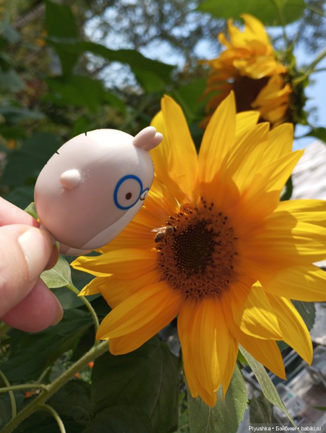 Юбилей, подсолнухи, КруглоКролики (фото 9)