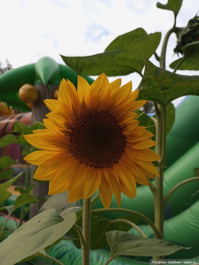 Юбилей, подсолнухи, КруглоКролики (фото 2)