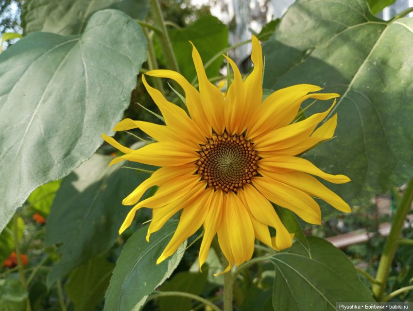 Юбилей, подсолнухи, КруглоКролики (фото 10)