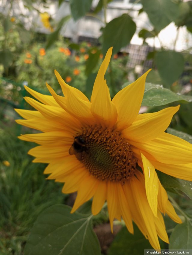 Юбилей, подсолнухи, КруглоКролики