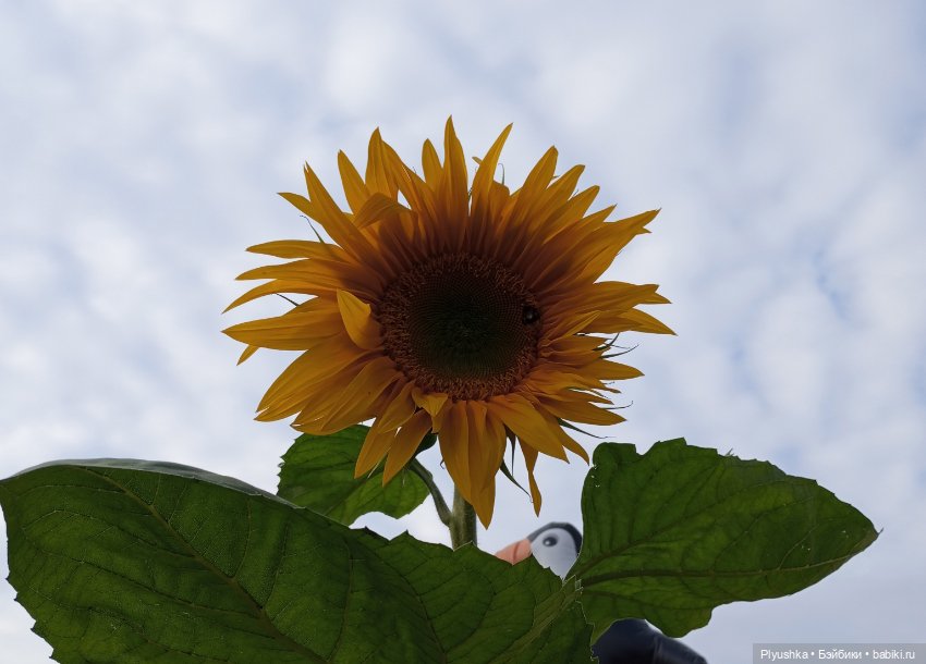 Юбилей, подсолнухи, КруглоКролики