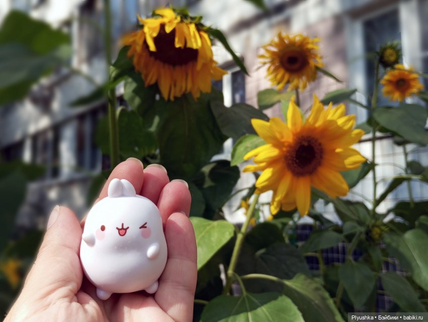 Юбилей, подсолнухи, КруглоКролики (фото 8)