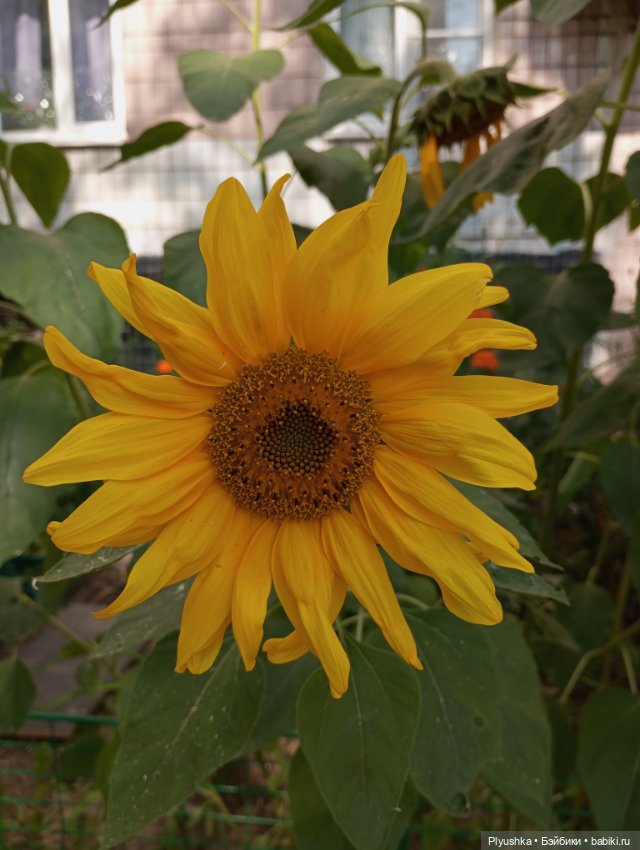 Юбилей, подсолнухи, КруглоКролики (фото 4)