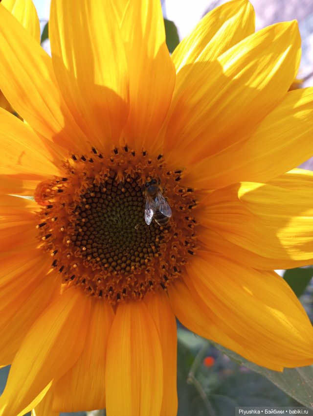 Юбилей, подсолнухи, КруглоКролики (фото 7)