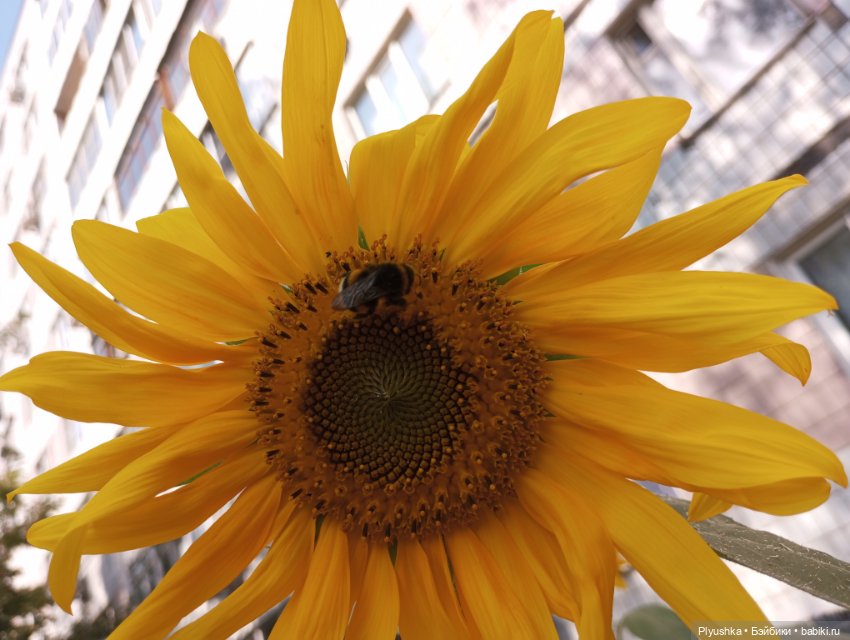 Юбилей, подсолнухи, КруглоКролики