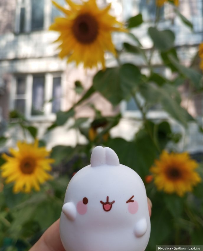 Юбилей, подсолнухи, КруглоКролики (фото 5)