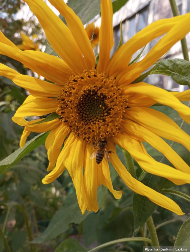 Юбилей, подсолнухи, КруглоКролики (фото 3)