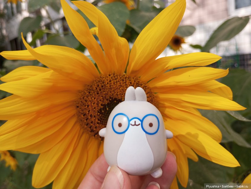 Юбилей, подсолнухи, КруглоКролики