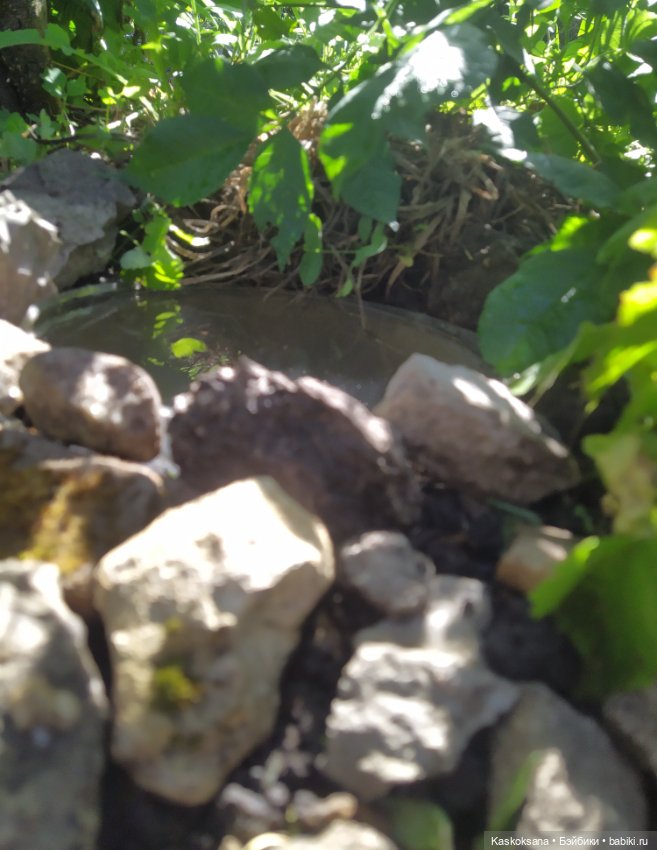 Лесная заводь — Мастер