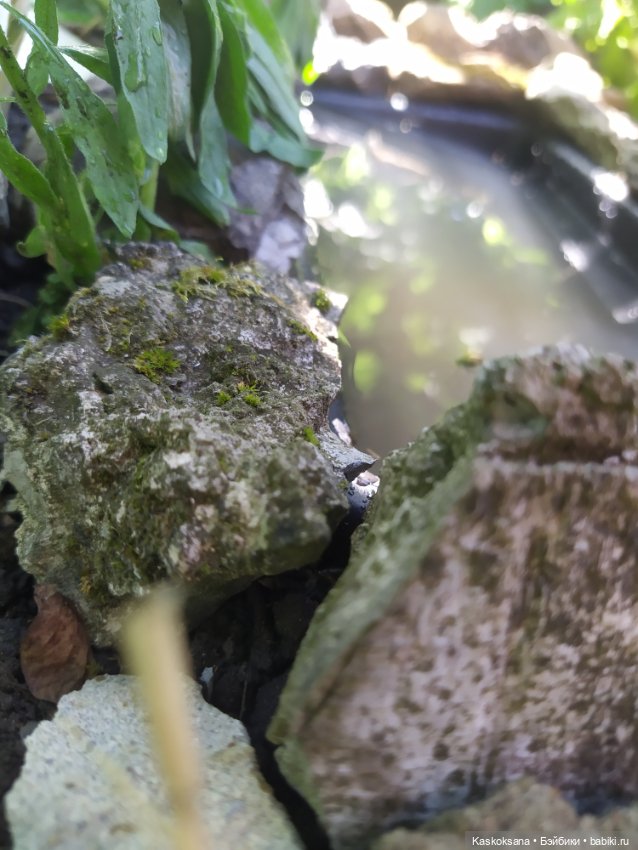 Лесная заводь — Мастер (фото 5)