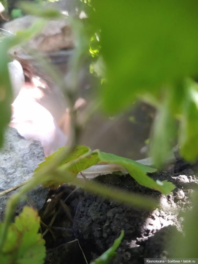 Лесная заводь — Мастер