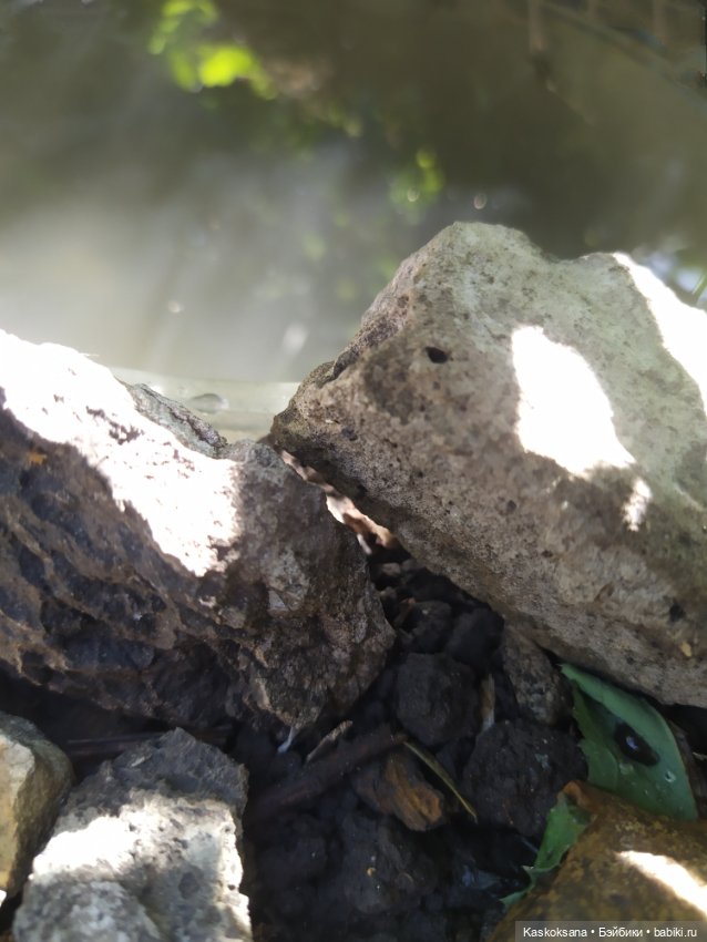 Лесная заводь — Мастер (фото 6)