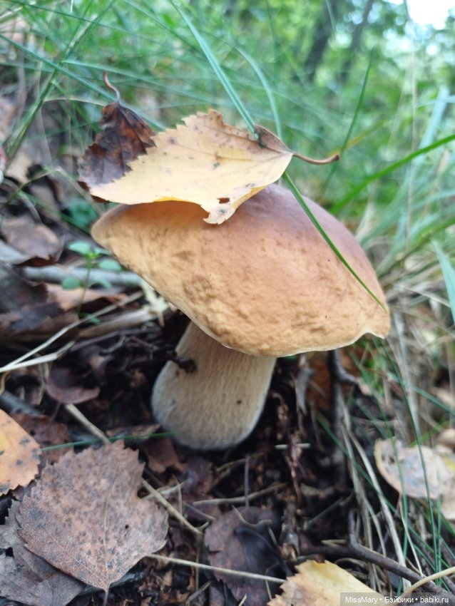 Веселые картинки. "Кто молодЕц? Увэ - молодЕц!!!"