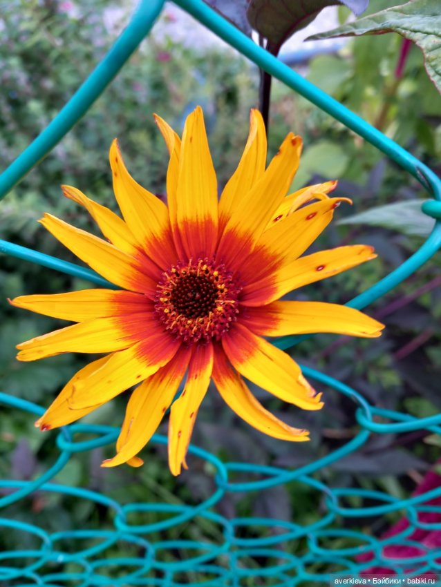 Базиль — Винтажные куклы ГДР (Немки): Бигги