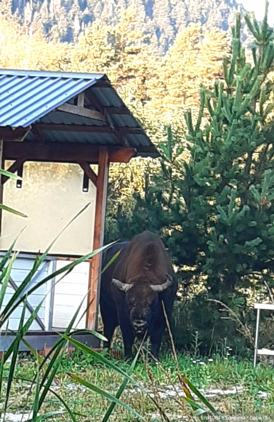 ИЗ ЖИЗНИ КУКОЛ Как они отдыхают Летний Архыз 3ч (фото 3)