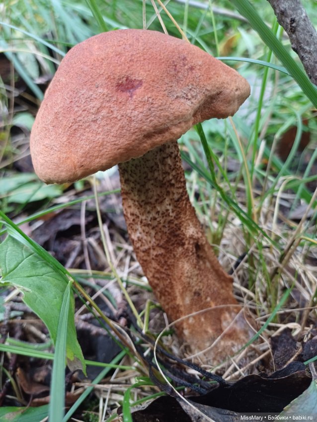 Веселые картинки. "Ай-ай-ай! Грибы!"