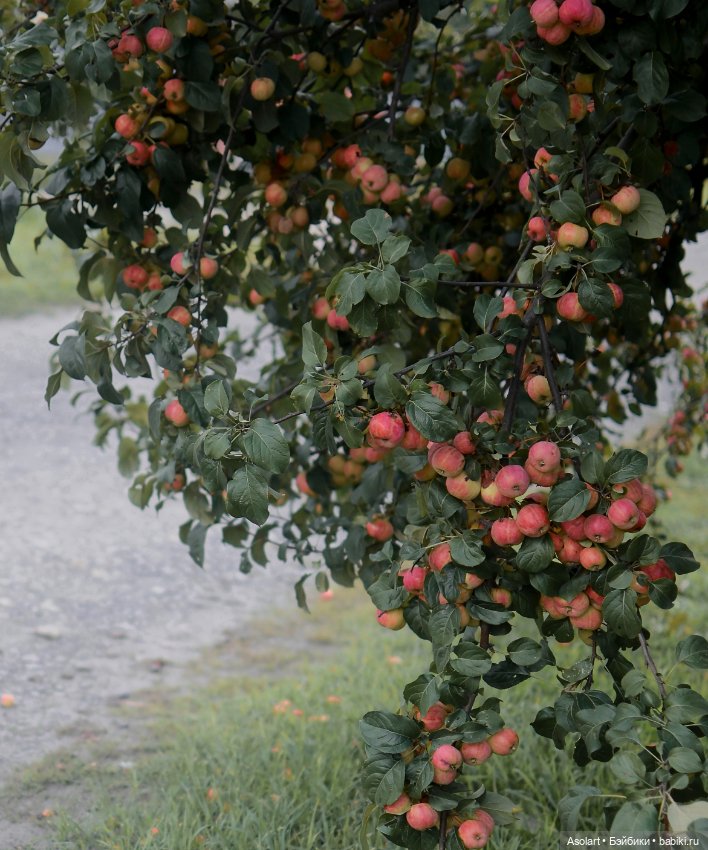 Каждую осень яблокопады в стихах и наяву (фото 5)