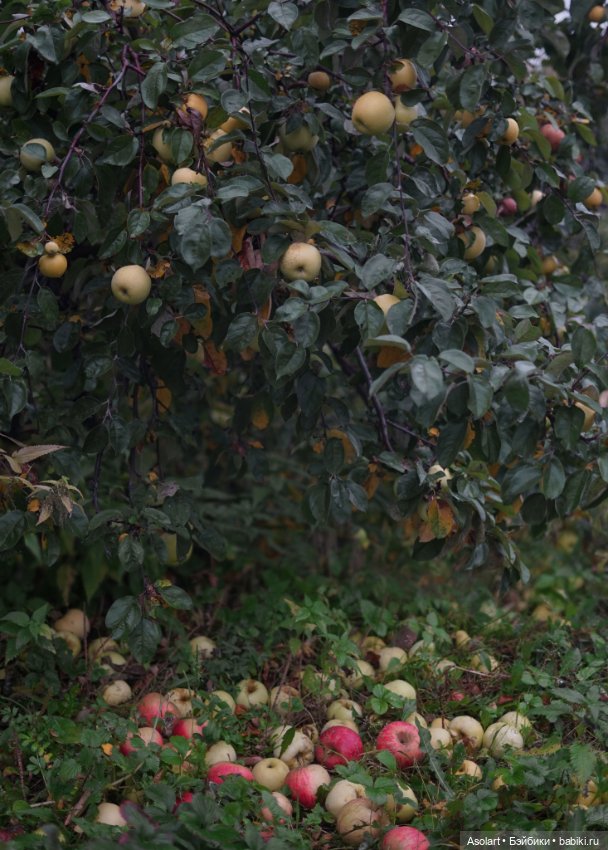 Каждую осень яблокопады в стихах и наяву (фото 8)