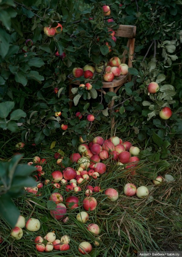 Каждую осень яблокопады в стихах и наяву (фото 4)