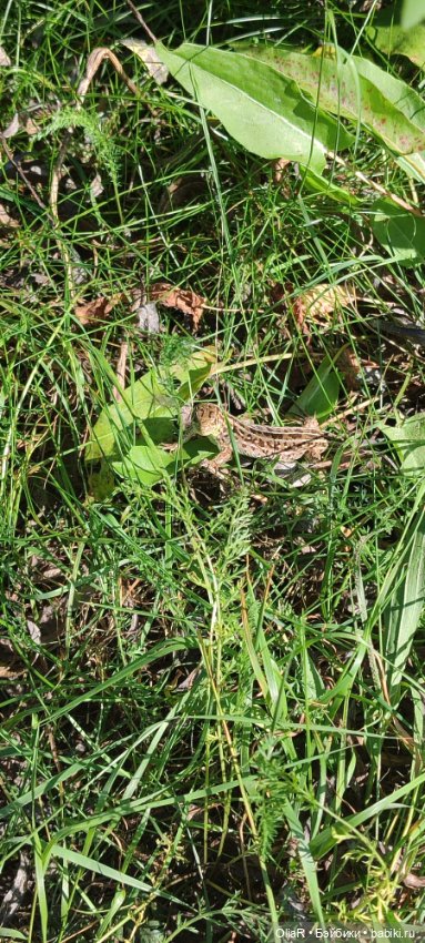 Холодная красавица Линда или как впитать побольше сентябрьского солнышка