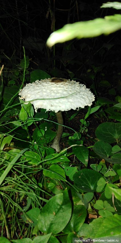 Про Нафочку. В страшном месте - Заброшка семи гробов (фото 6)