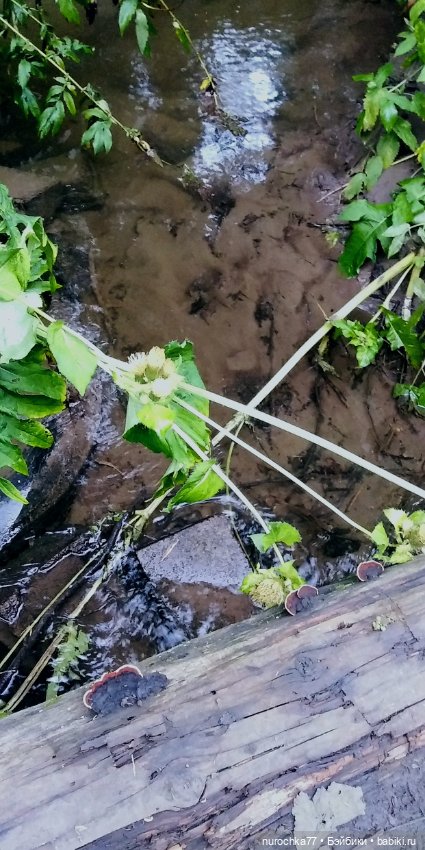 Про Нафочку. В страшном месте - Заброшка семи гробов (фото 8)