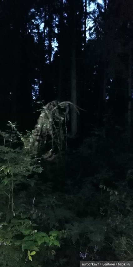 Про Нафочку. Нафочка и тёмный лес