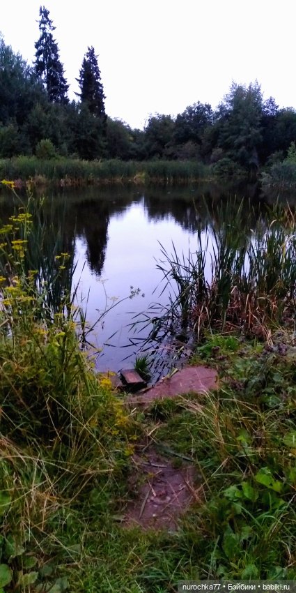 Про Нафочку. Нафочка и тёмный лес