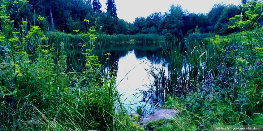 Про Нафочку. Нафочка и тёмный лес