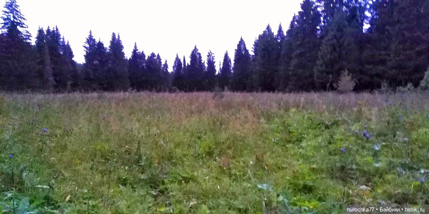 Про Нафочку. Нафочка и тёмный лес