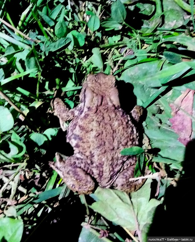 Про Нафочку. Нафочка и тёмный лес