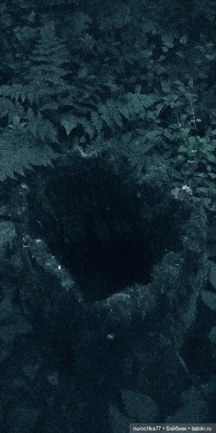 Про Нафочку. Нафочка и тёмный лес