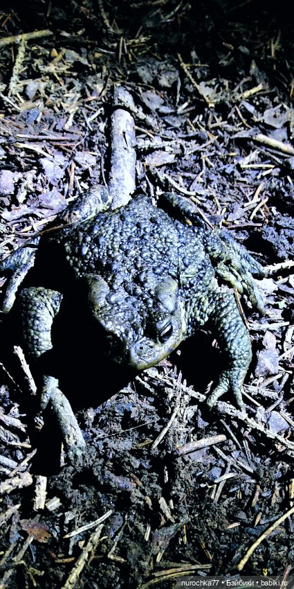 Про Нафочку. Нафочка и тёмный лес