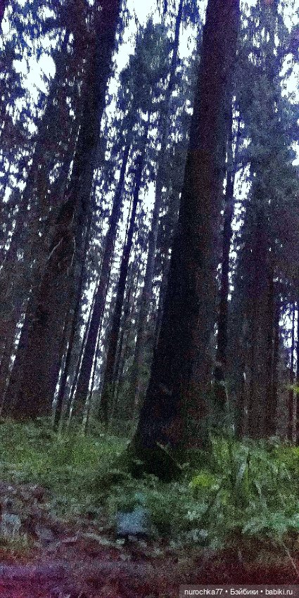 Про Нафочку. Нафочка и тёмный лес