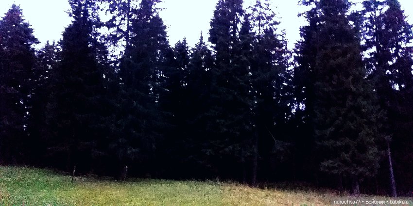 Про Нафочку. Нафочка и тёмный лес