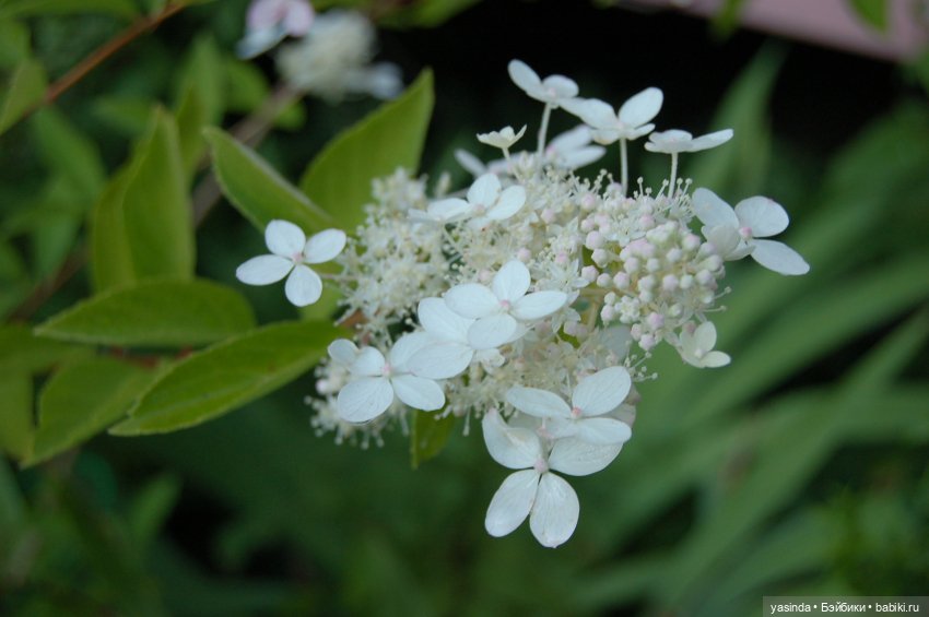 Вот оно какое наше лето — Куклы Paola Reina (Паола Рейна): новинки