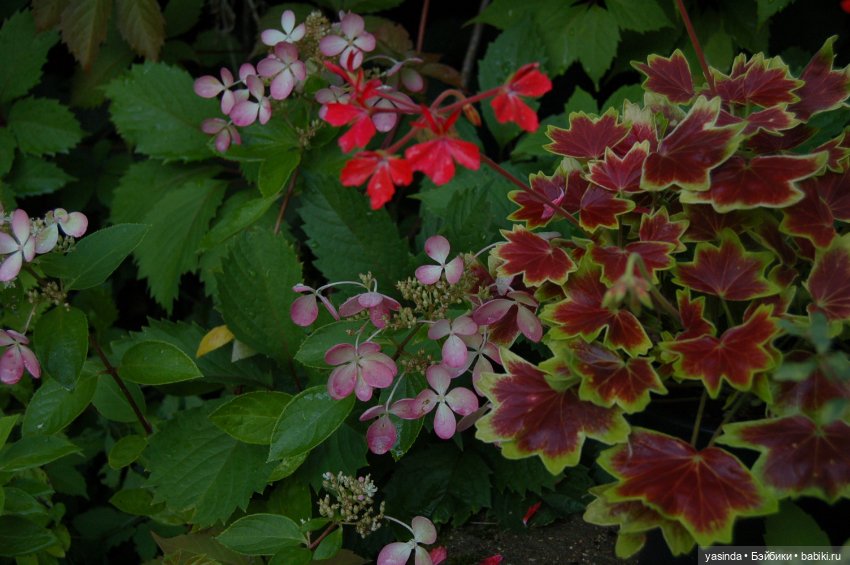 Вот оно какое наше лето — Куклы Paola Reina (Паола Рейна): новинки