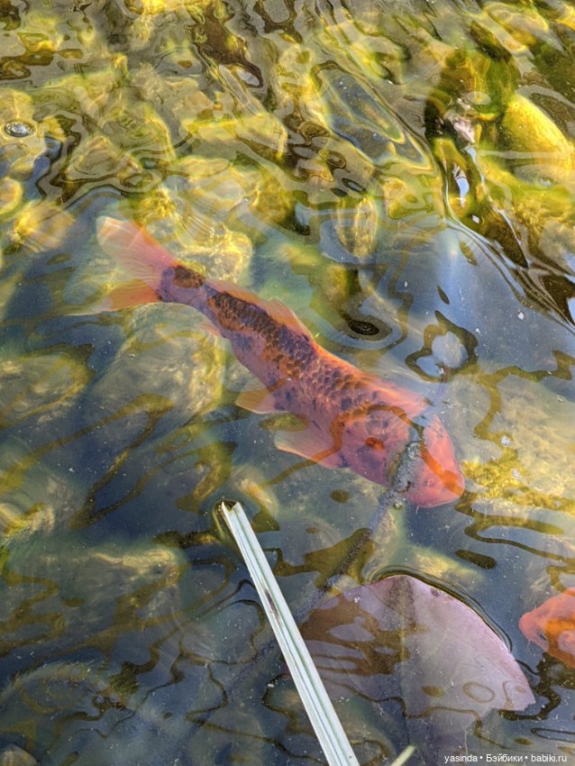 Я сделала это — Куклы Takara Tomy (Такара): Licca (Ликка)