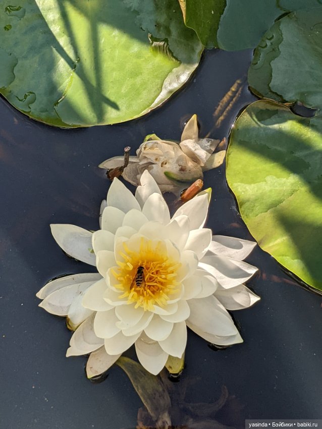 Я сделала это — Куклы Takara Tomy (Такара): Licca (Ликка)